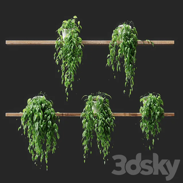 Potted plants on shelves 3DModel