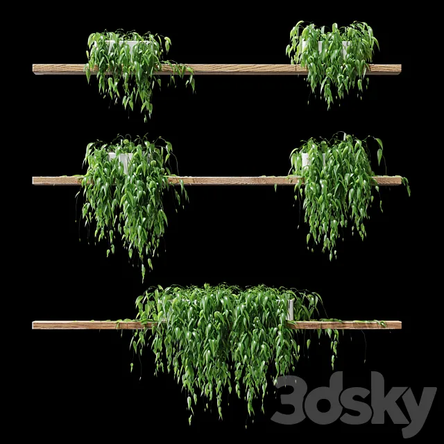 Potted plants on the shelves v2 3D Model