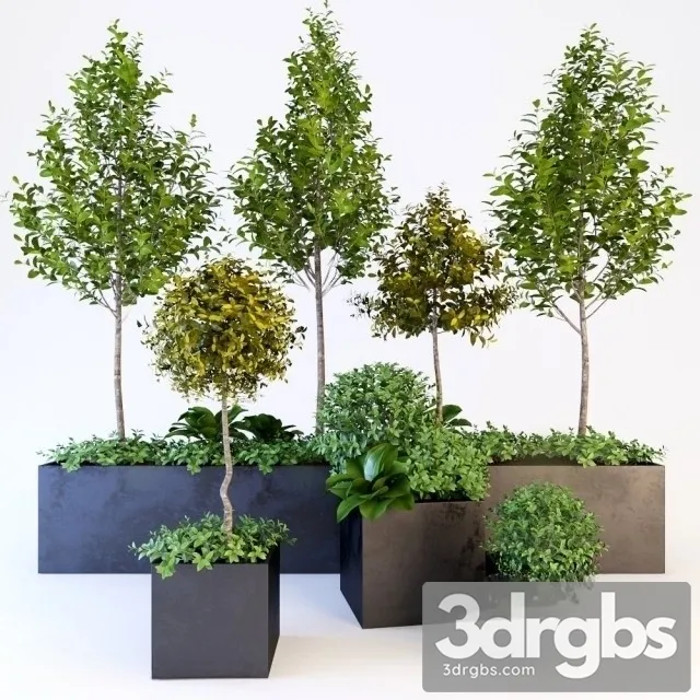 Potted Tree 3D Model Free