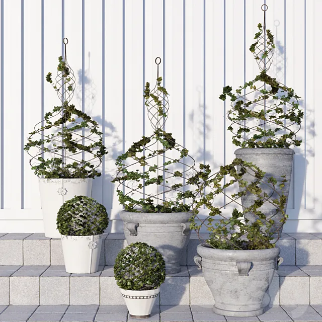 Pottery Barn _ Live Ivy Spiral Topiary 3D Model