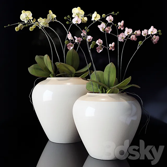 potterybarn. Orchid 3DModel