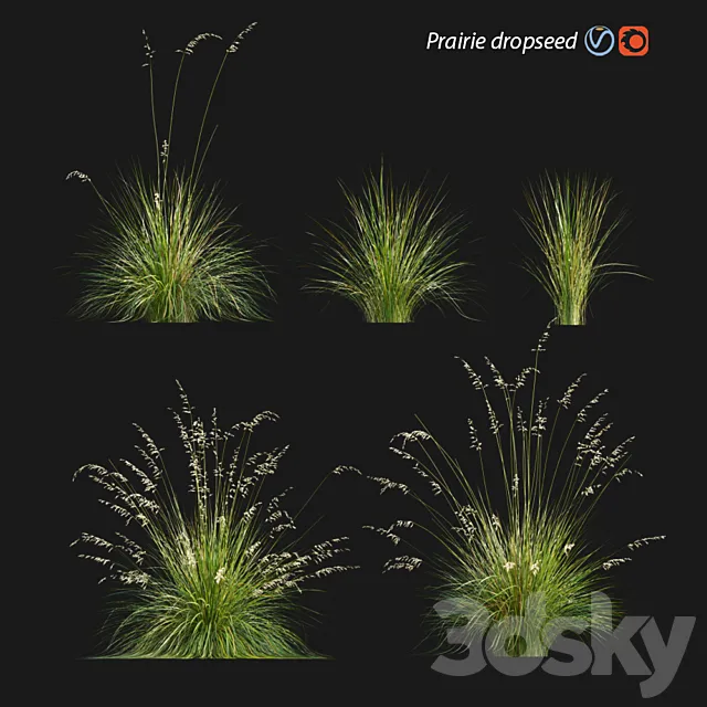 Prairie dropseed | Sporobolus heterolepis 3D Model