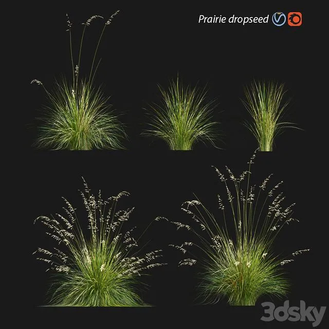 Prairie dropseed Sporobolus heterolepis 3D Model