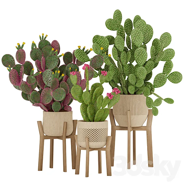 Prickly Cactus Set Free Download