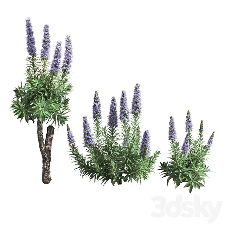 Pride of Madeira-Echium candicans 02 3D Model Free