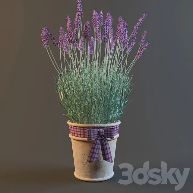 PROFi Lavender 3DModel