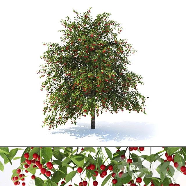 Prunus avium tree 3D Model