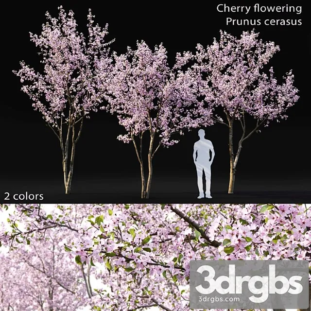 Prunus Cerasus Free Download