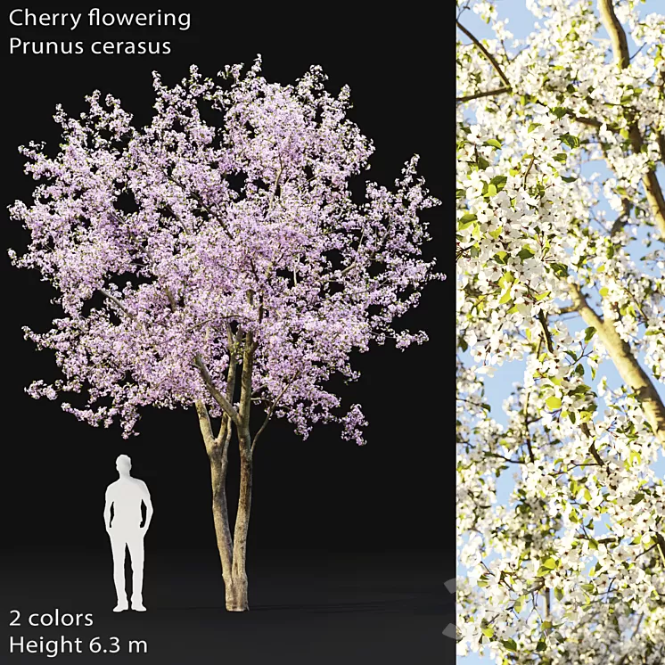 Prunus cerasus | Cherry flowering # 2 3D Model