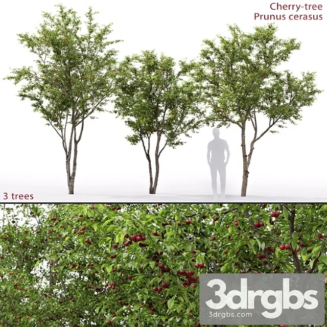 Prunus Cerasus Cherry Tree 1 1 3D Model Free