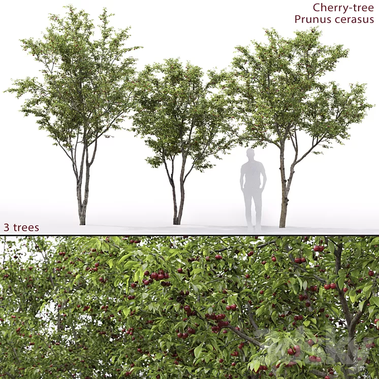 Prunus cerasus | Cherry-tree # 1 3D Model
