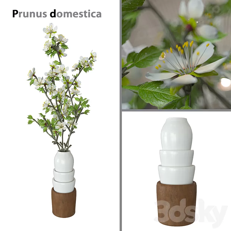 Prunus domestica