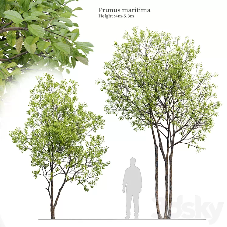 Prunus maritima 3D Model Free