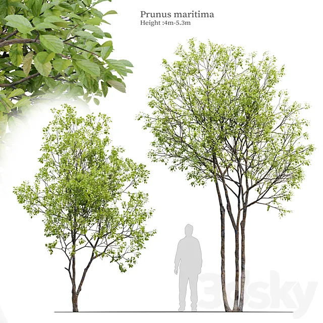 Prunus maritima 3DModel