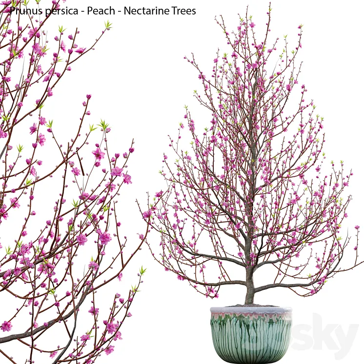 Prunus persica 3D Model Free
