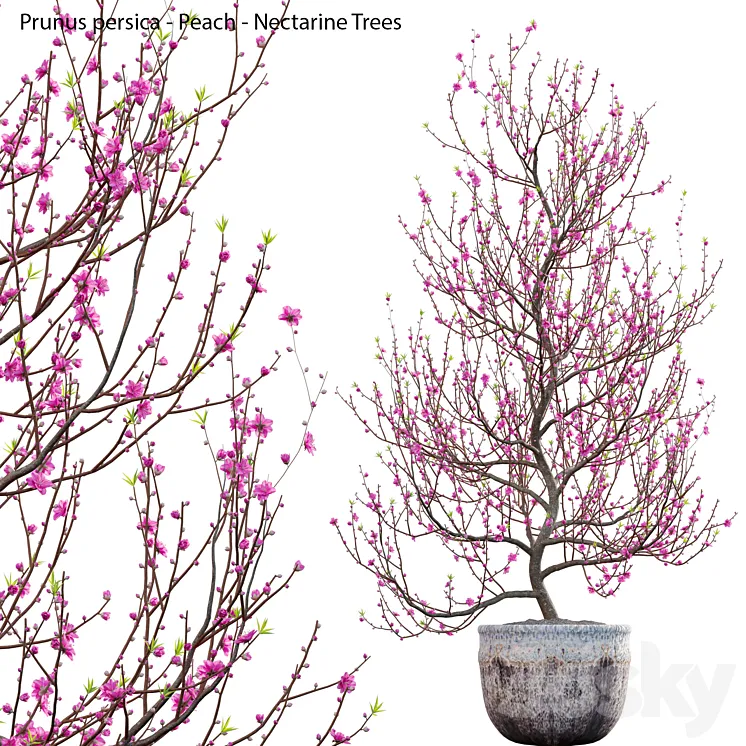 Prunus persica - Peach - Nectarine Trees - 01 3D Model Free