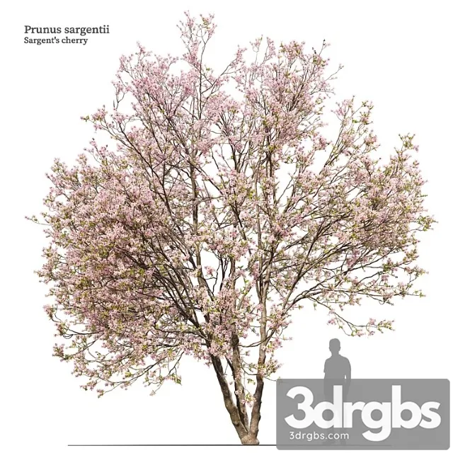 Prunus Sargentii 3D Model Free