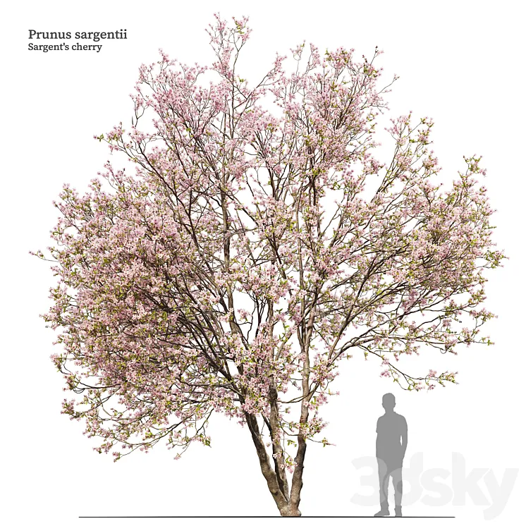 Prunus sargentii 3D Model Free