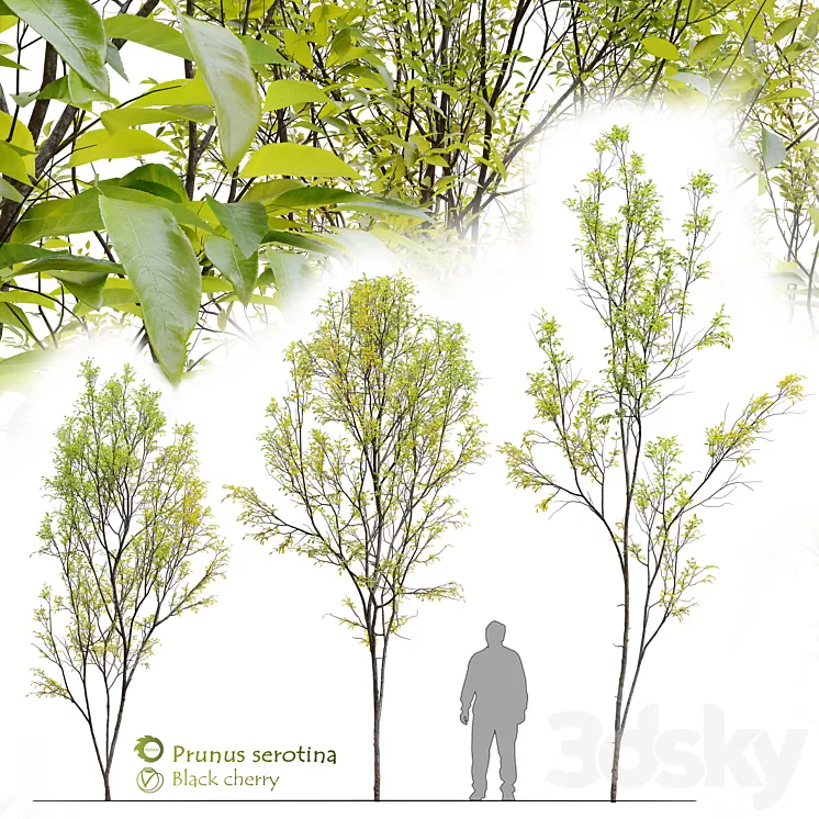 Prunus serotina 3D Model Free
