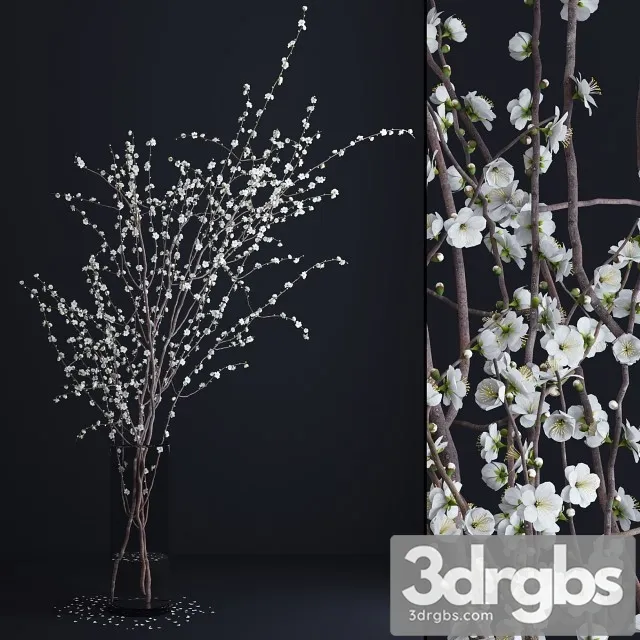 Prunus White Blossom 3D Model Free