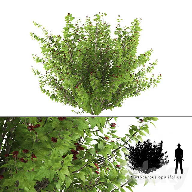 Pustyrplodnik kalinistilny bush | Physocarpus opulifolius 3D Model