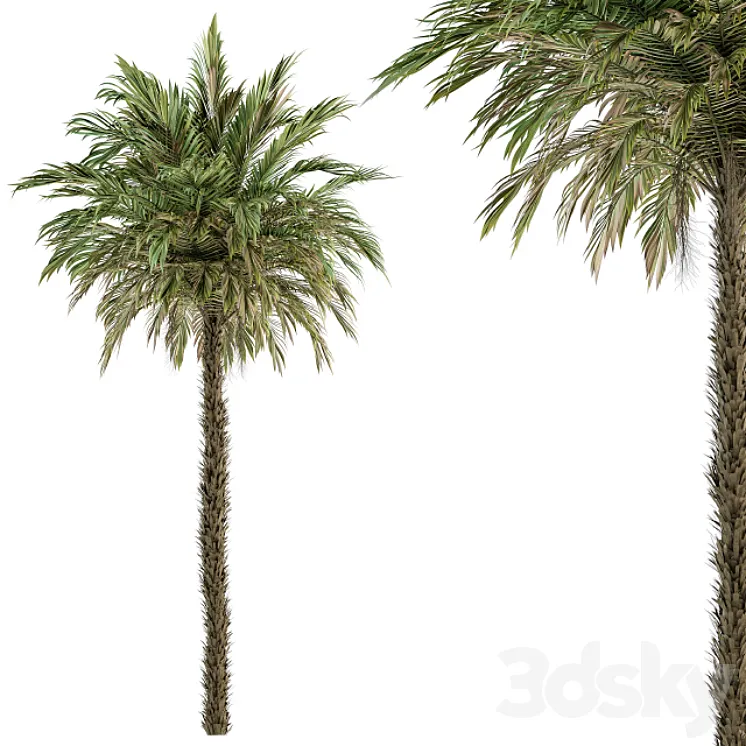 Pygmy Date Palm - Tree Set 51 3D Model Free