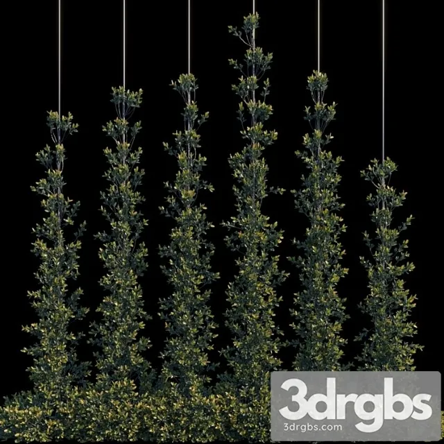 Pyracantha Firethorn Vertical Cordon Free Download