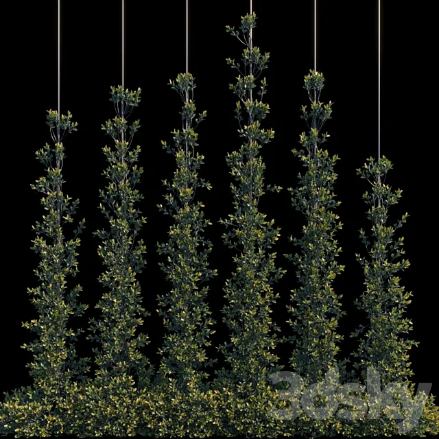 Pyracantha Firethorn vertical cordon 3DModel