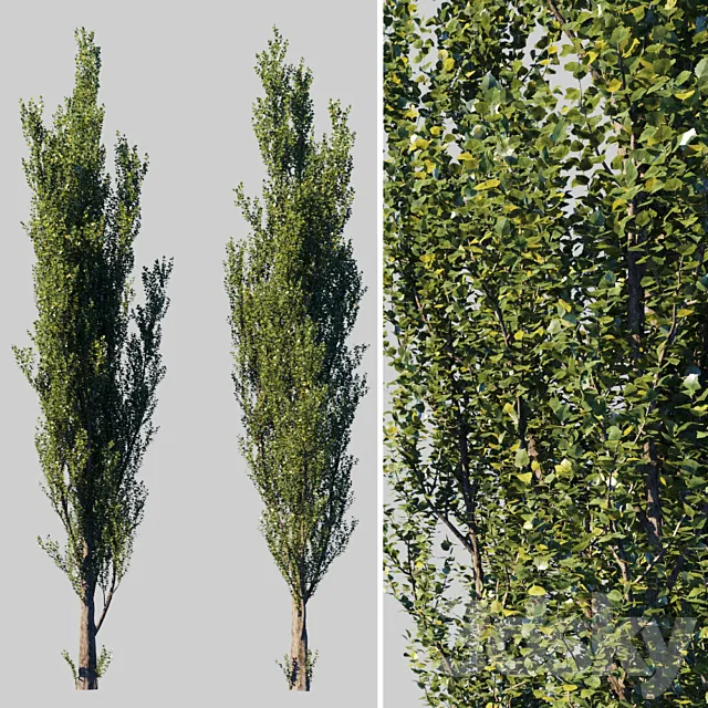 Pyramidal poplar _ Populus pyramidalis 3DModel