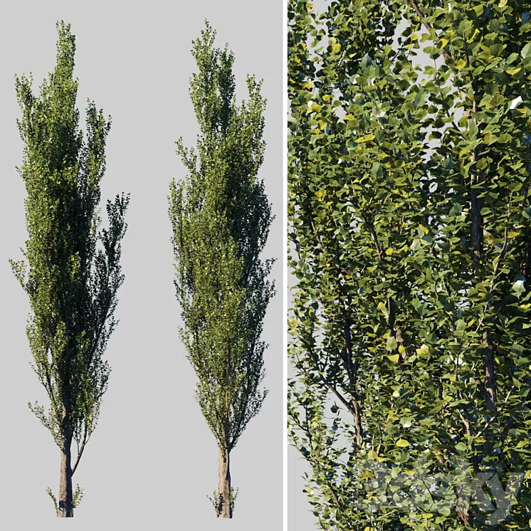 Pyramidal poplar / Populus pyramidalis 3D Model