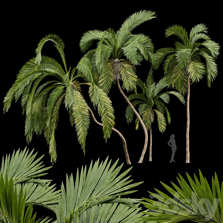 Queen Palm 4 Trees Syagrus Romanzoffiana 3D Model