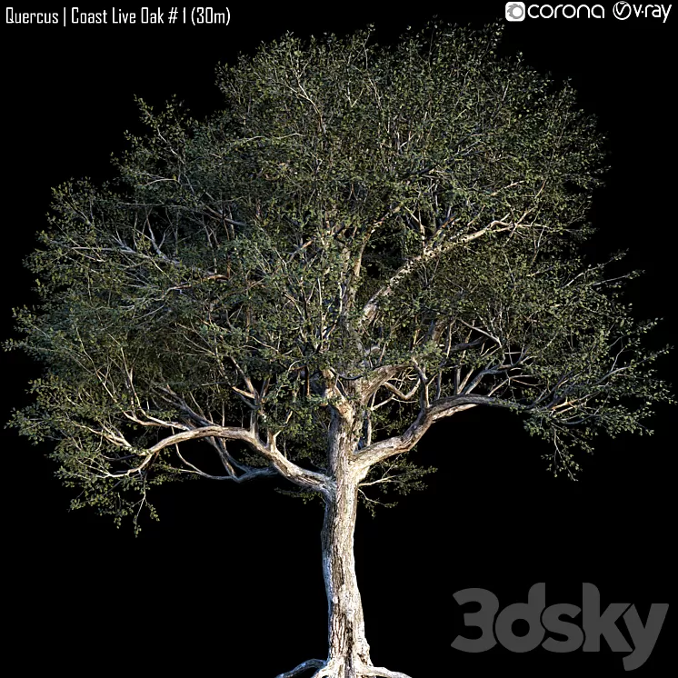 Quercus | Coast Live Oak # 1 (30m) 3D Model