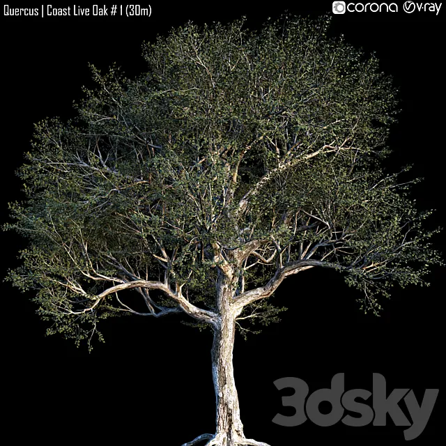 Quercus | Coast Live Oak # 1 (30m) 3DModel