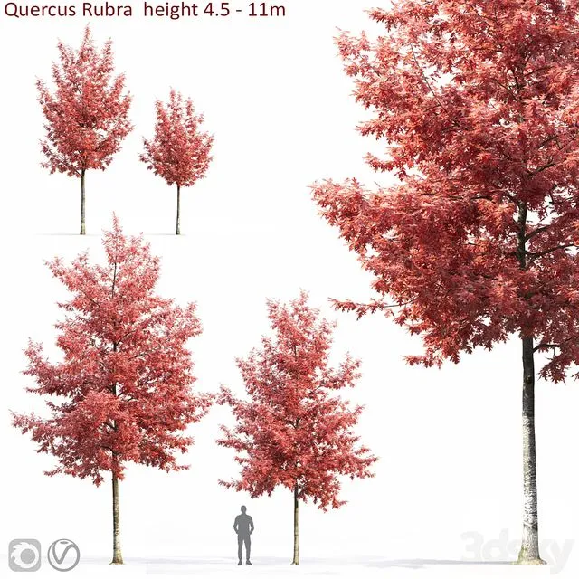 Quercus Rubra 3D Model