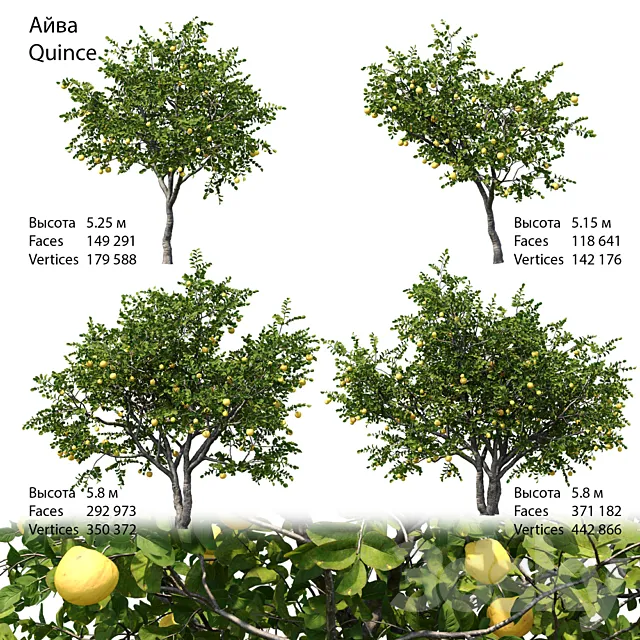 Quince Free Download