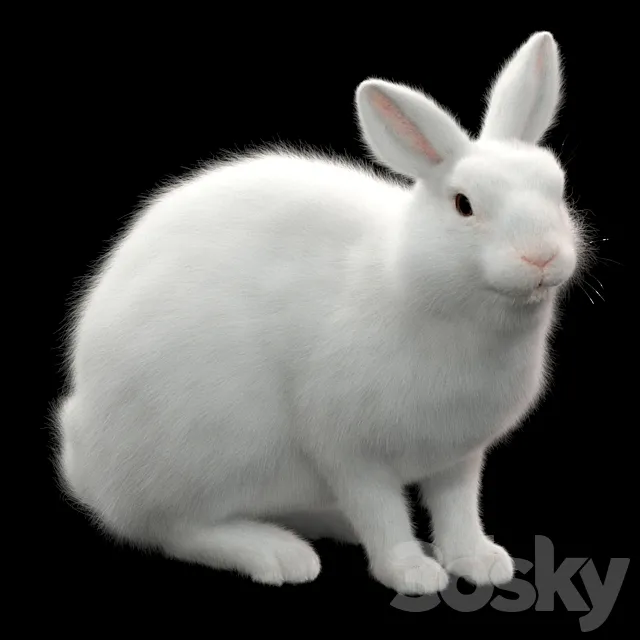 Rabbit 3D Model