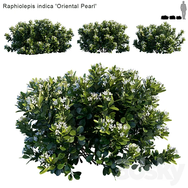 Raphiolepis indica | Oriental Pearl 3D Model