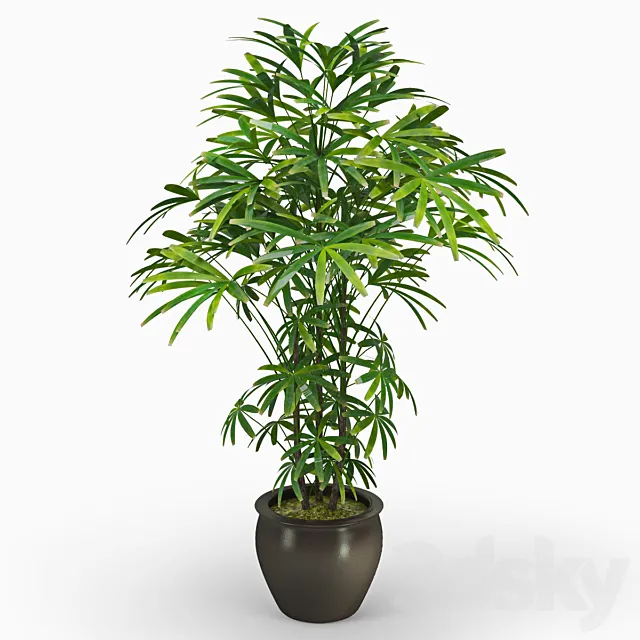 Rapis (Raphis Palm) 3DModel