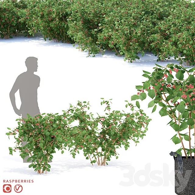 Raspberry bushes | Raspberries Free Download
