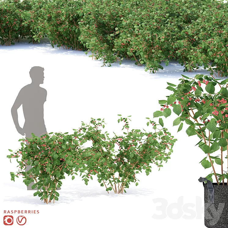Raspberry bushes | Raspberries