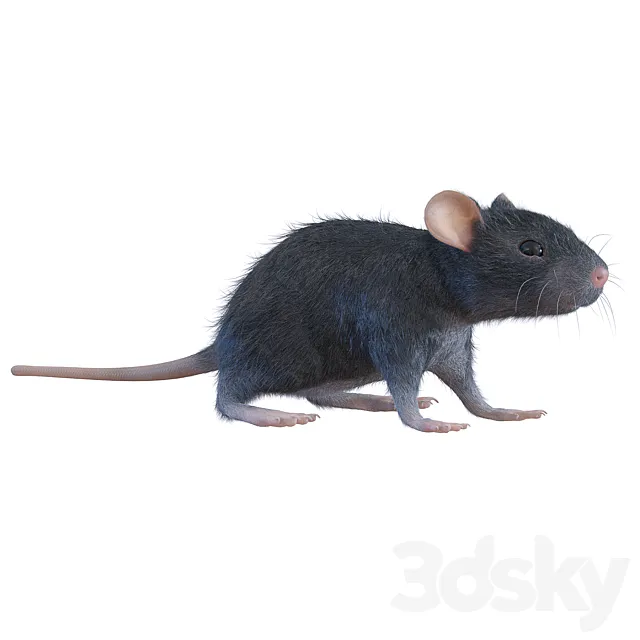 Rat 3D Model