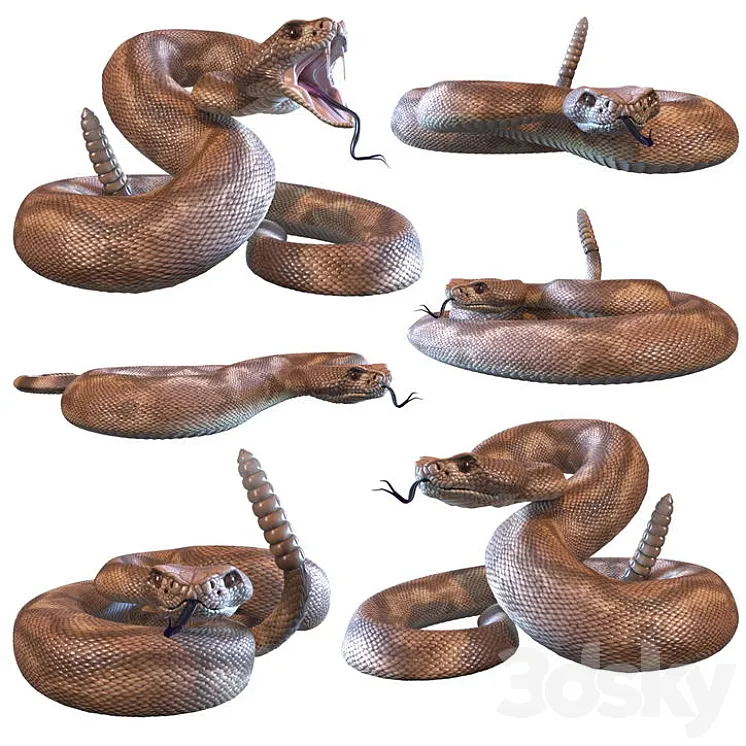 Rattlesnake 3D Model Free