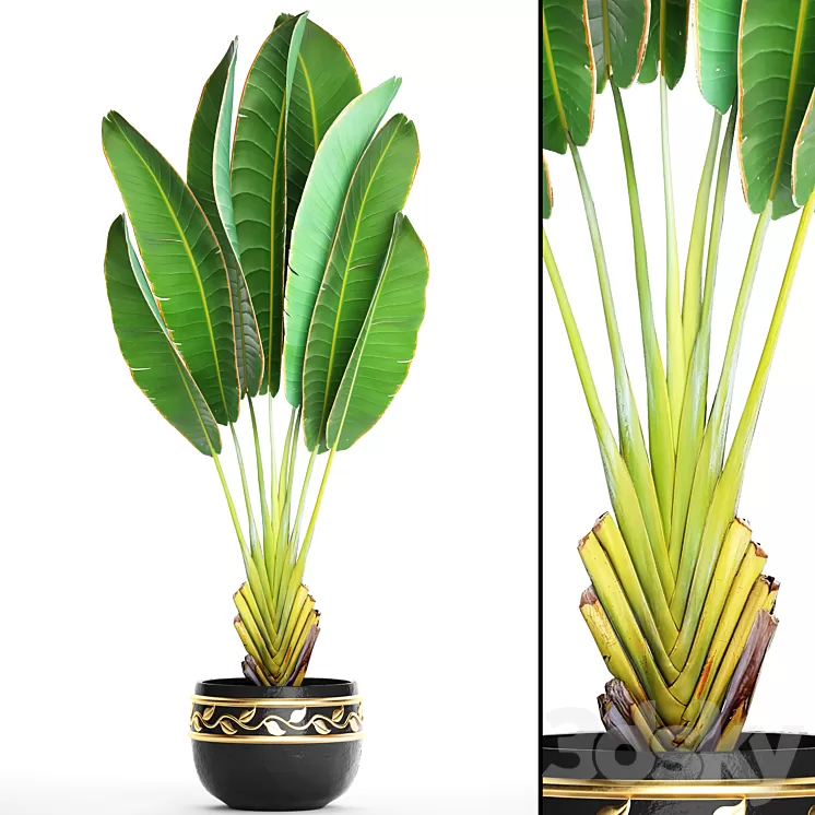 Ravenala 2. Strelitzia ravenala banana bush palm tree black pot flower flowerpot luxury decor