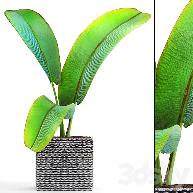 Ravenala Ravenala strelitzia bushes thickets exotic outdoor pot flowerpot banana bushes ravenala 3D Model