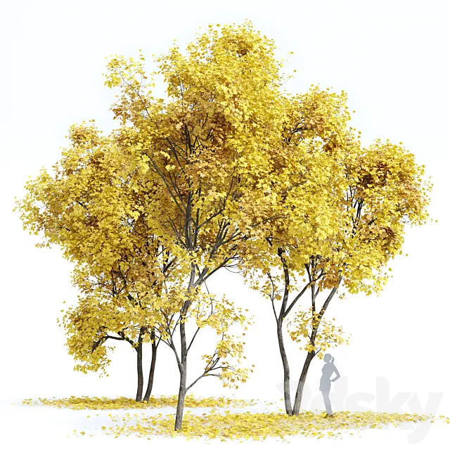 Real Tree Acer Saccharinum Fall 3D Model
