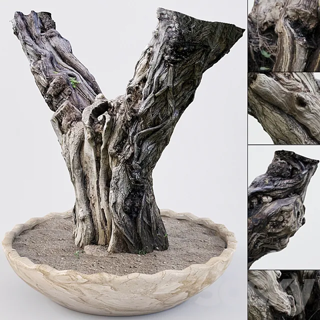 Realistic Old Tree 3D Model