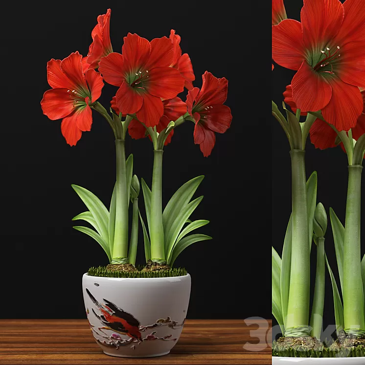 RED AMARYLLIS 3D Model