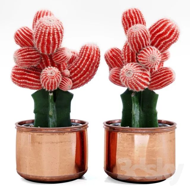 Red Cactus 3D Model