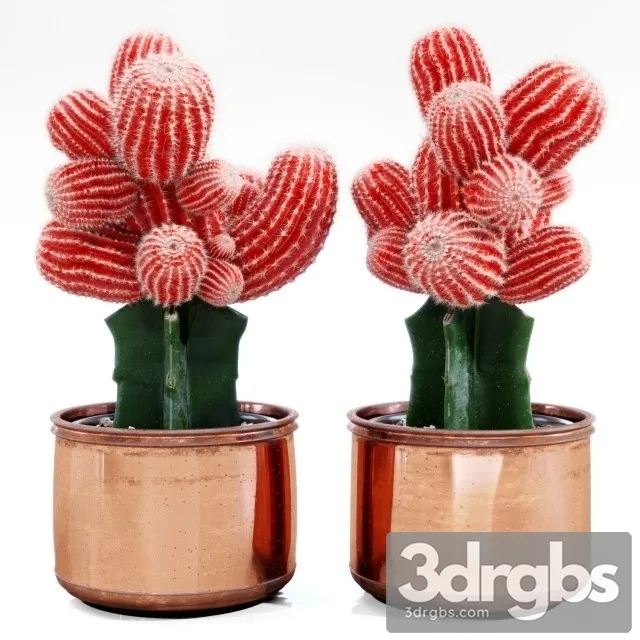 Red Cactus 3D Model Free