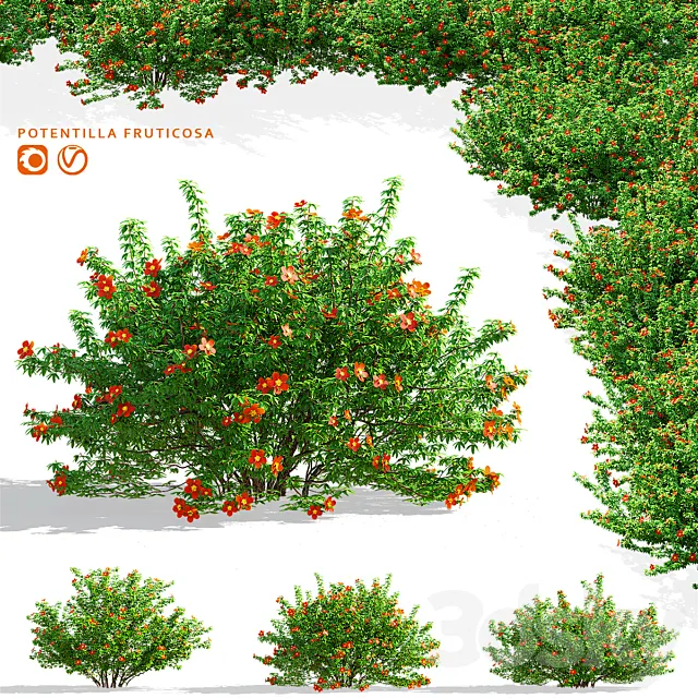Red shrubby cinquefoil | Potentilla fruticosa 3D Model